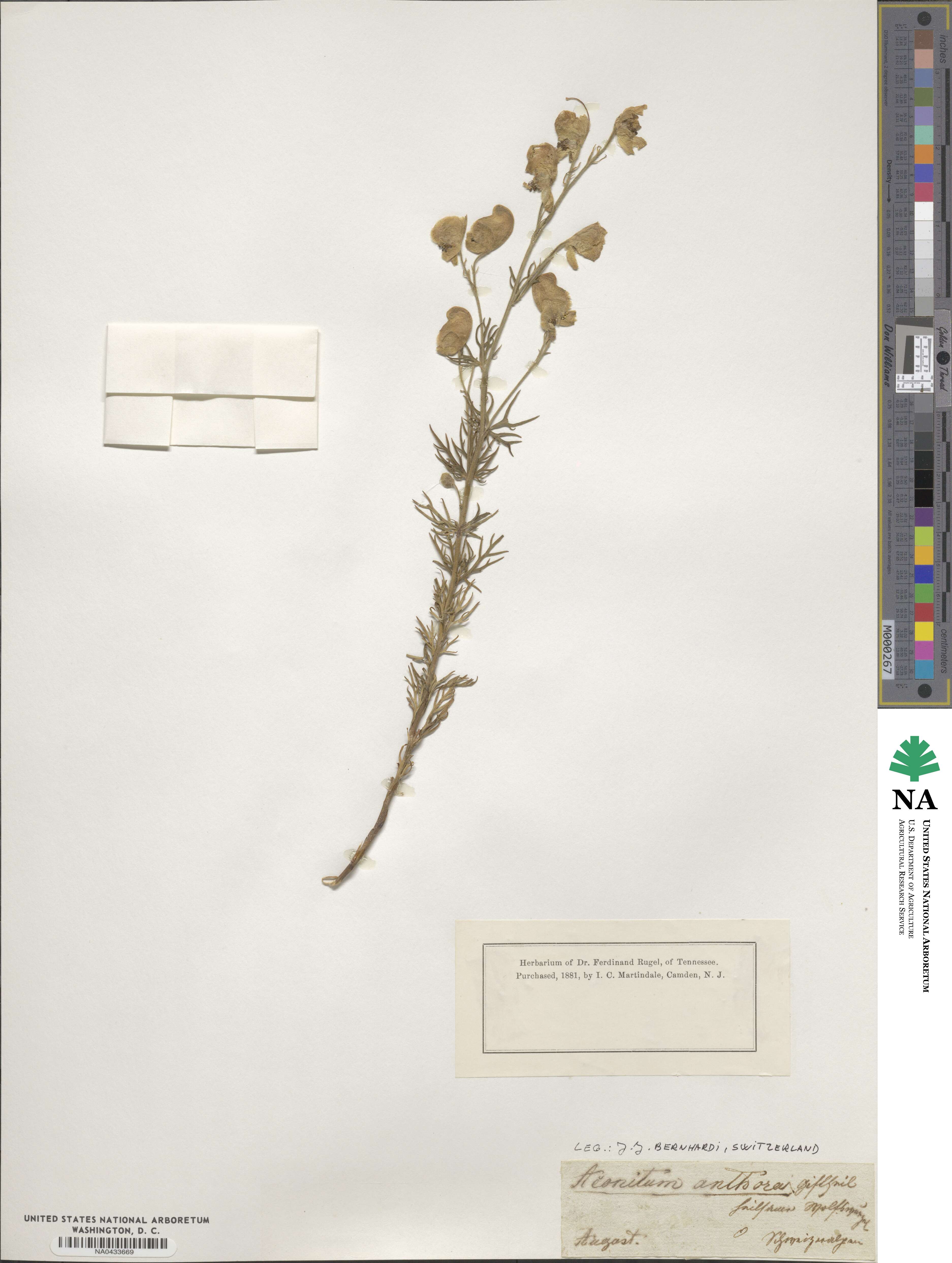 Aconitum anthora image