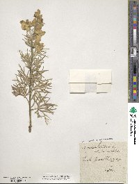 Aconitum anthora image