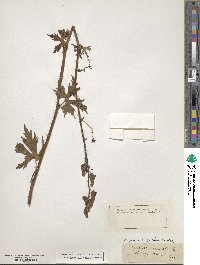 Aconitum lycoctonum image