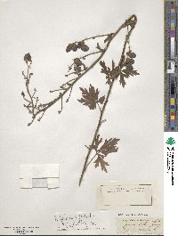 Aconitum firmum image