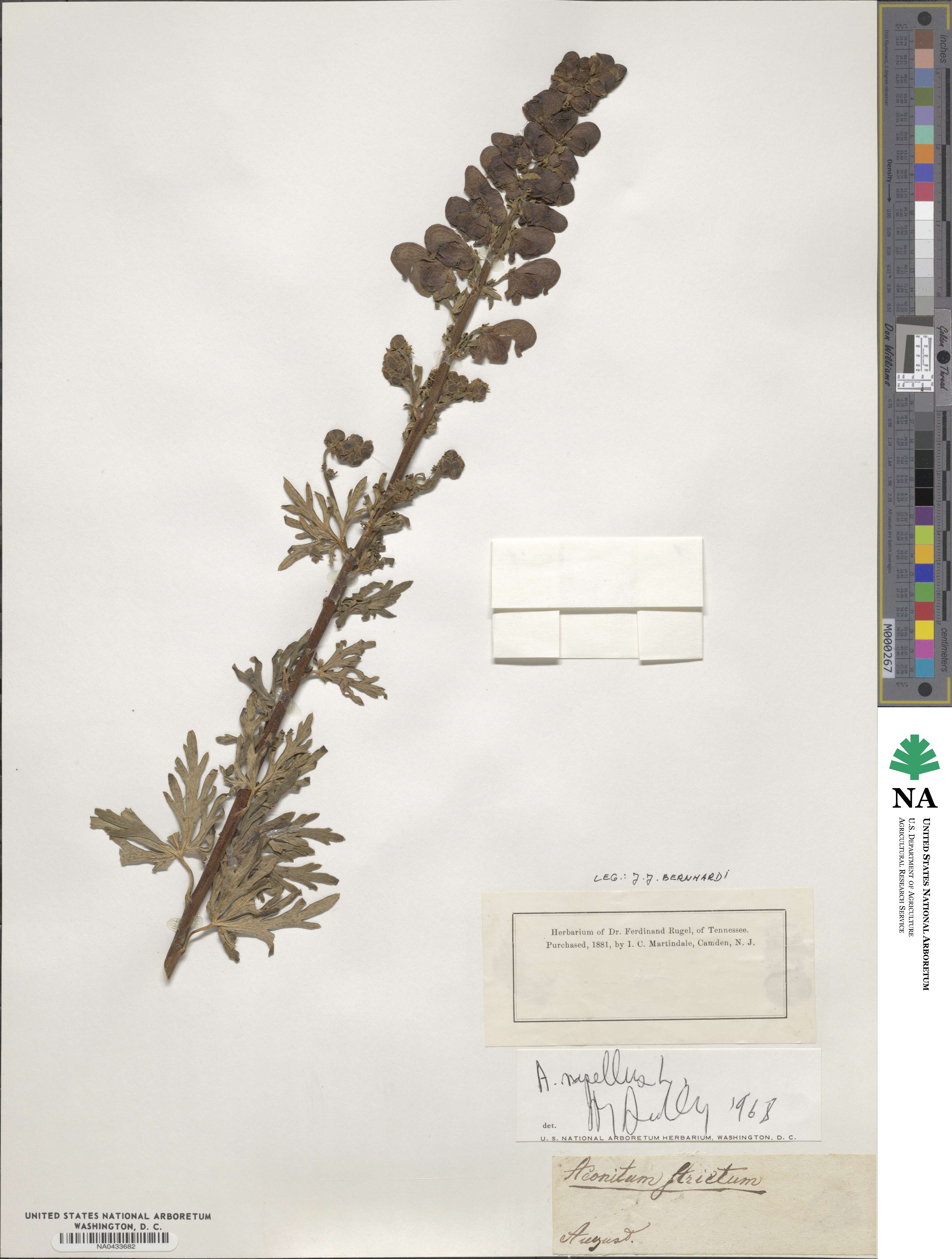 Aconitum napellus image