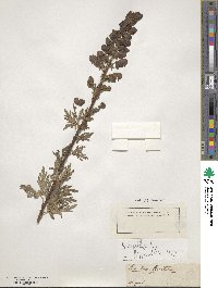 Aconitum napellus image