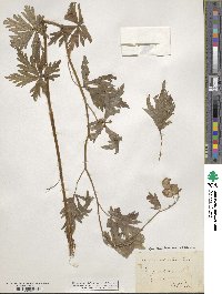 Aconitum degenii subsp. degenii image