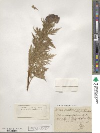 Aconitum degenii subsp. degenii image