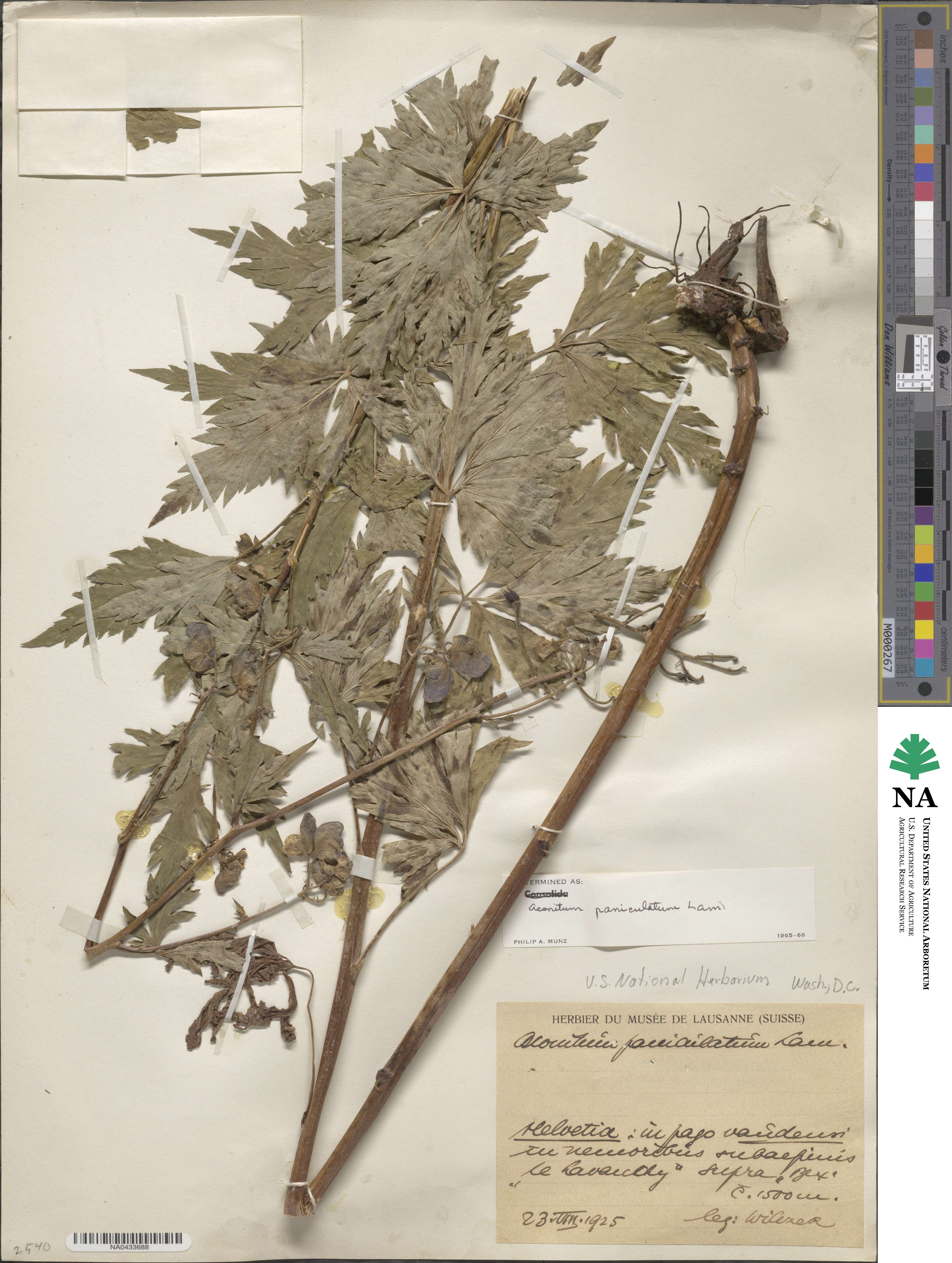 Aconitum degenii image