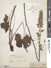 Aconitum lycoctonum image