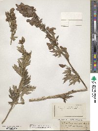 Aconitum variegatum subsp. variegatum image