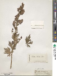 Aconitum variegatum image