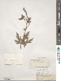 Aconitum variegatum image