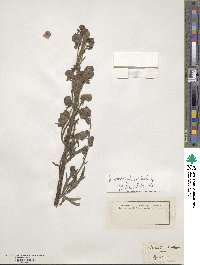 Aconitum variegatum image