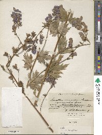 Aconitum variegatum image