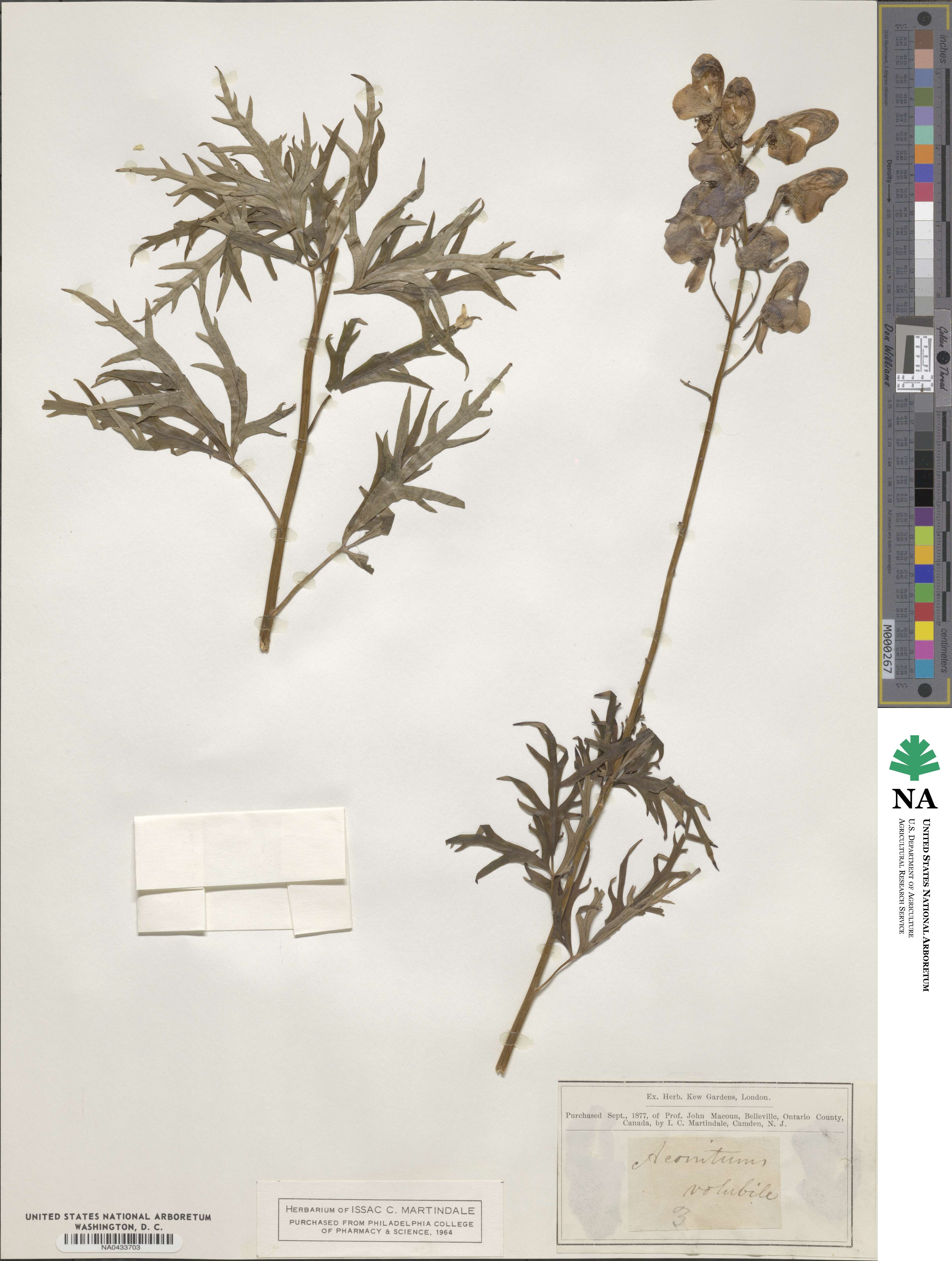 Aconitum volubile image
