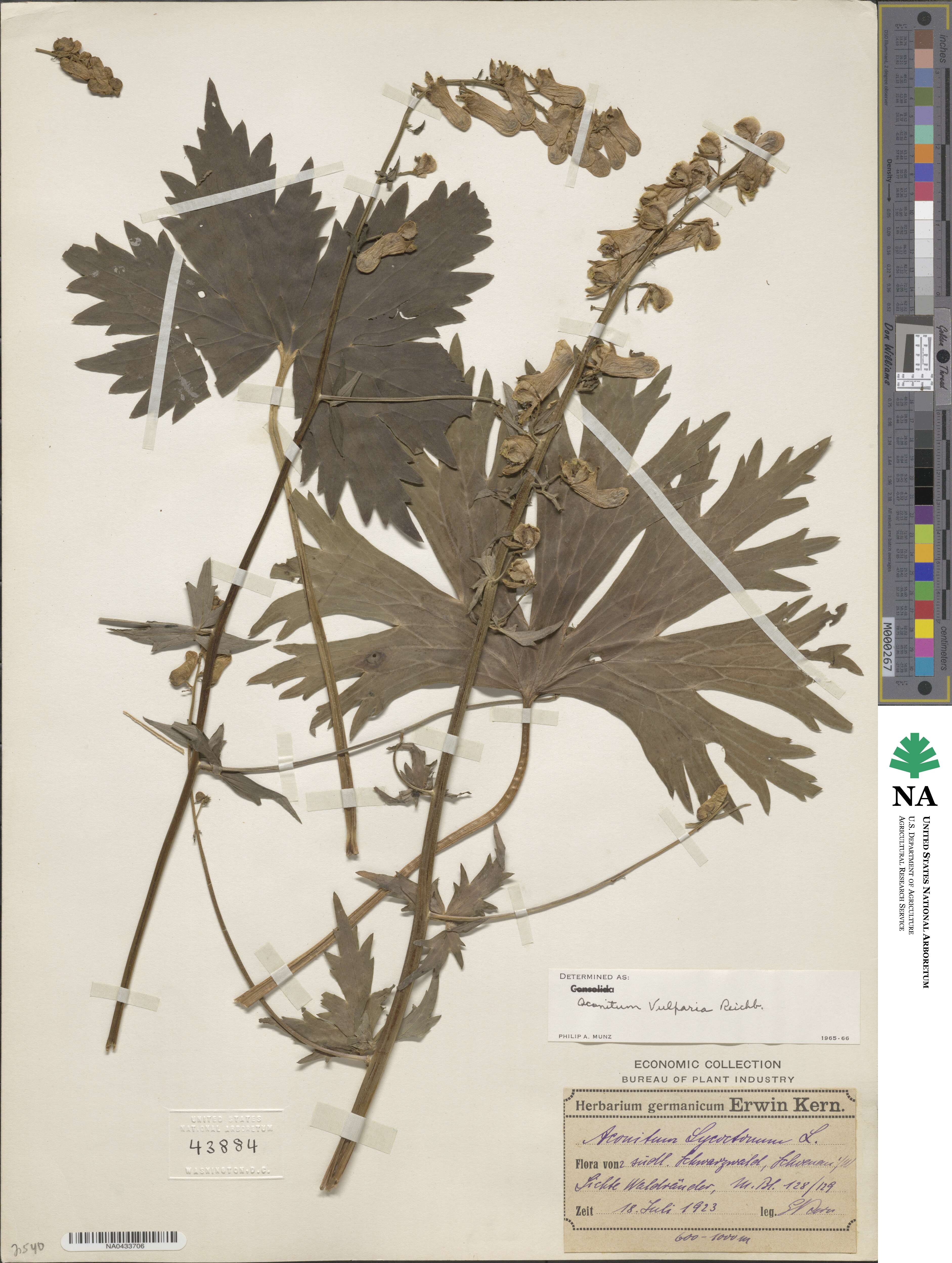 Aconitum lycoctonum subsp. vulparia image