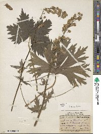 Aconitum lycoctonum image