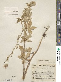 Aconitum delphinifolium image