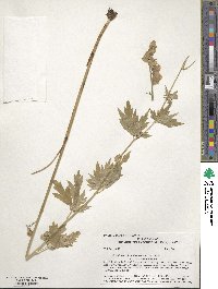 Aconitum delphinifolium image