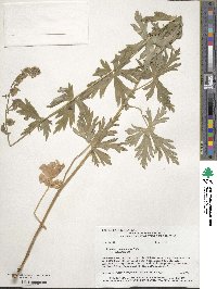 Aconitum delphinifolium image