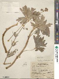 Aconitum delphinifolium image