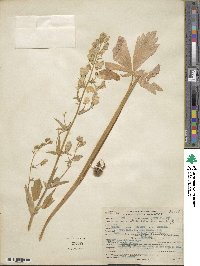 Aconitum delphinifolium image