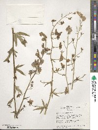 Aconitum delphinifolium image