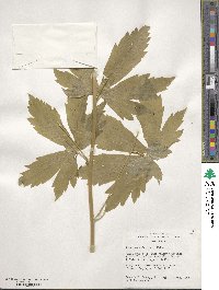 Aconitum delphinifolium image