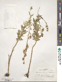 Aconitum delphinifolium image