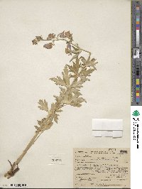 Aconitum delphinifolium image