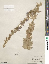 Aconitum delphinifolium image