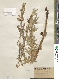 Aconitum delphinifolium image