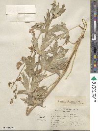 Aconitum delphinifolium image