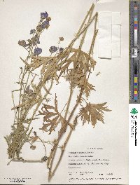 Aconitum delphinifolium image