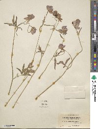 Aconitum delphinifolium image