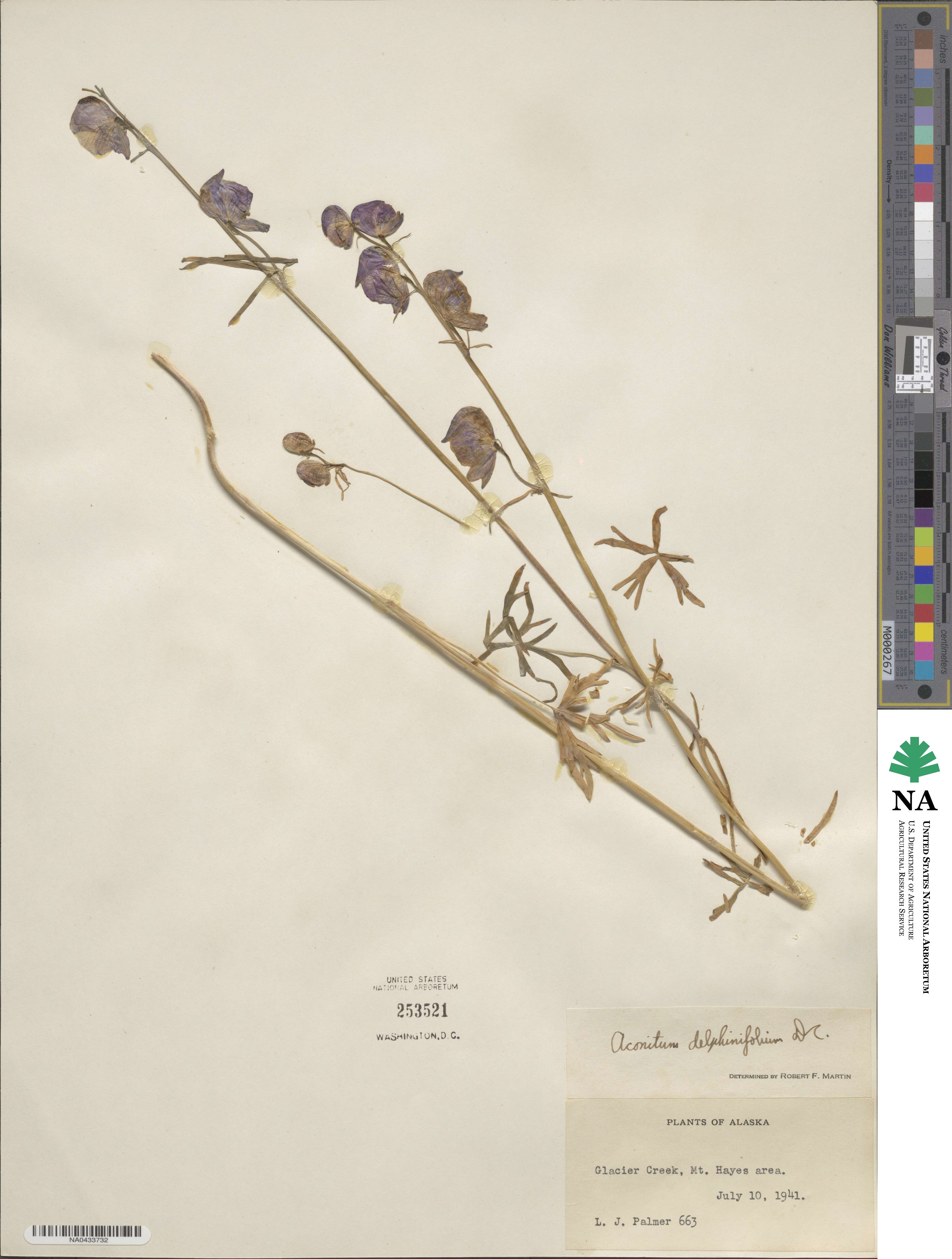 Aconitum delphinifolium image