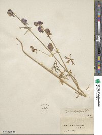 Aconitum delphinifolium image