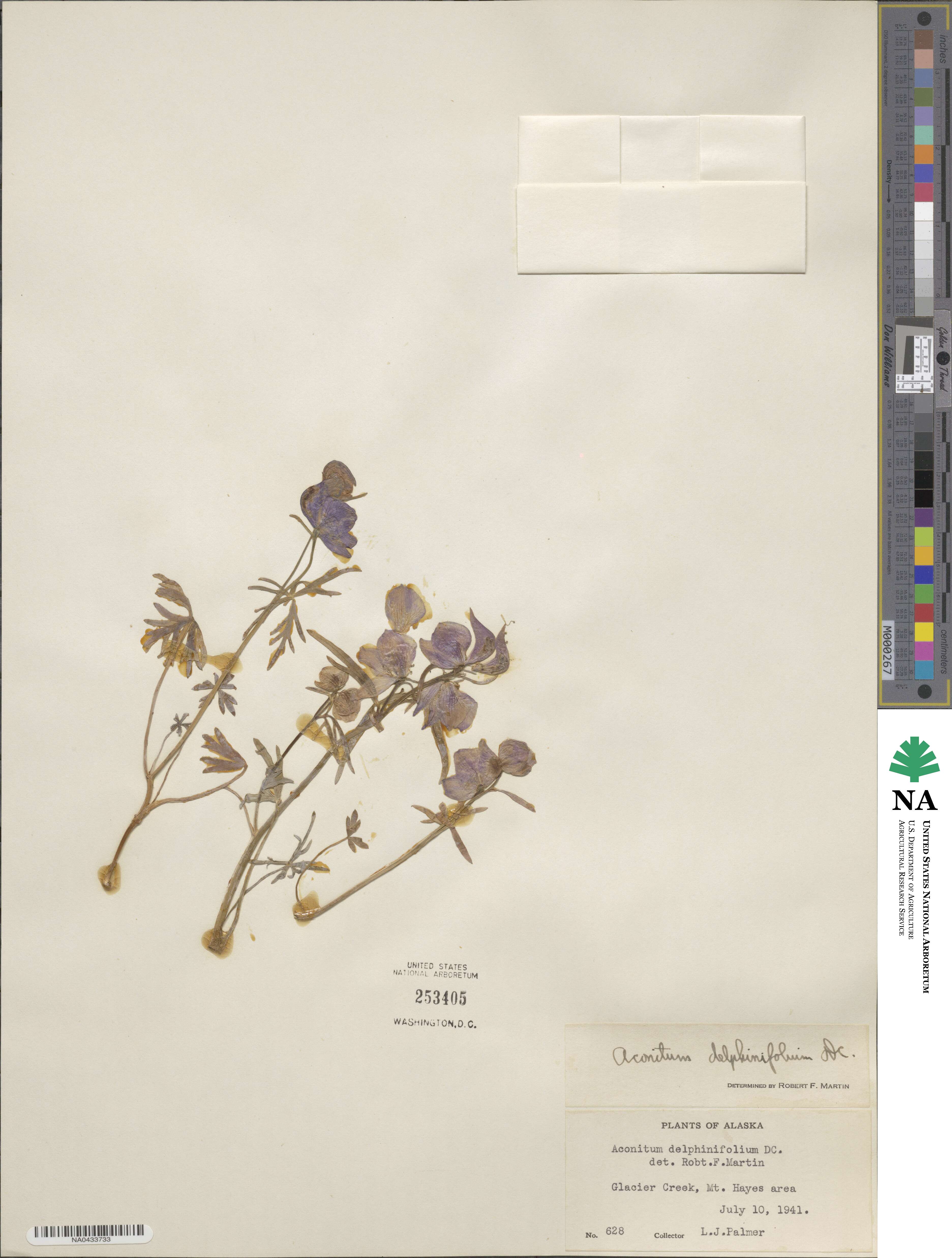 Aconitum delphinifolium image