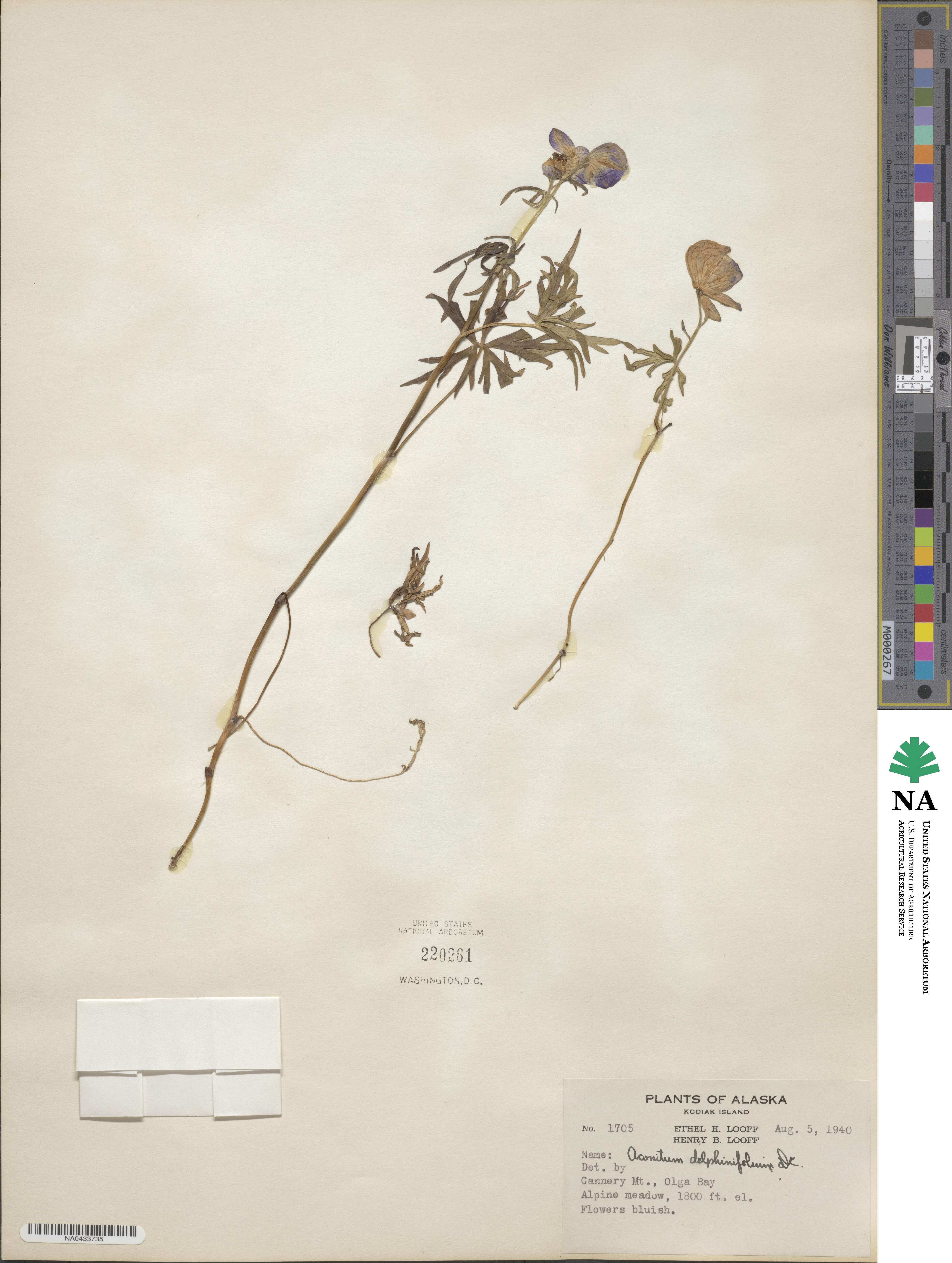 Aconitum delphinifolium image