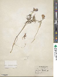 Aconitum delphinifolium image