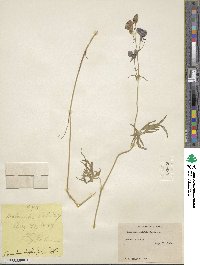 Aconitum delphinifolium image