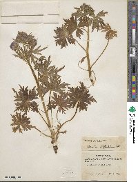 Aconitum delphinifolium image