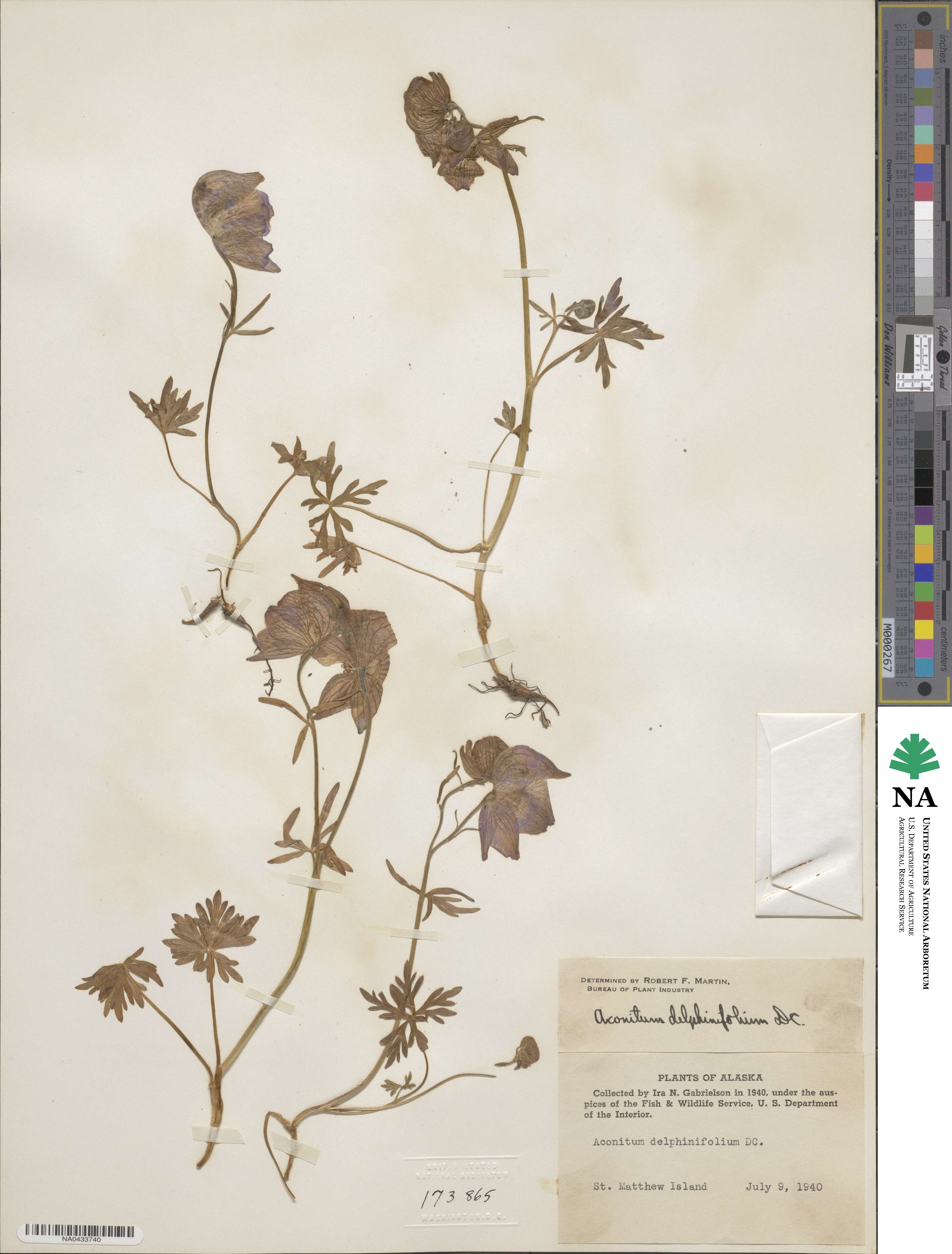 Aconitum delphinifolium image