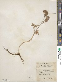 Aconitum delphinifolium image