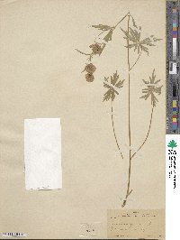 Aconitum delphinifolium image