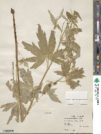 Aconitum columbianum image