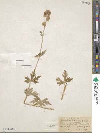 Aconitum columbianum subsp. columbianum image