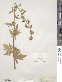 Aconitum variegatum image