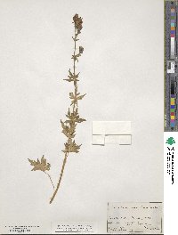 Aconitum variegatum image