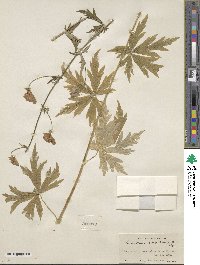 Aconitum columbianum image