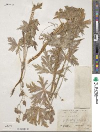 Aconitum columbianum image