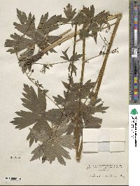 Aconitum reclinatum image