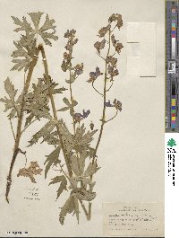 Aconitum columbianum image